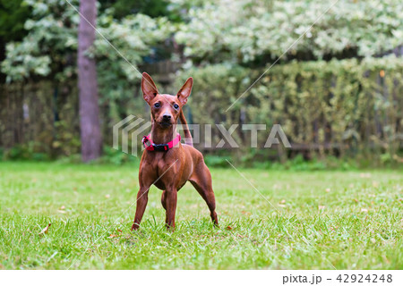 Portrait of a red miniature pinscher dog Portrait of a red miniature pinscher dog 42924248
