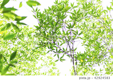 Perspective view under mangrove tree. 42924583