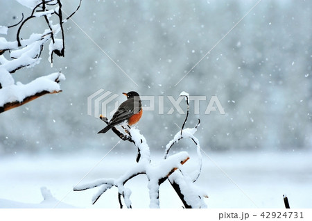 コマツグミ 42924731