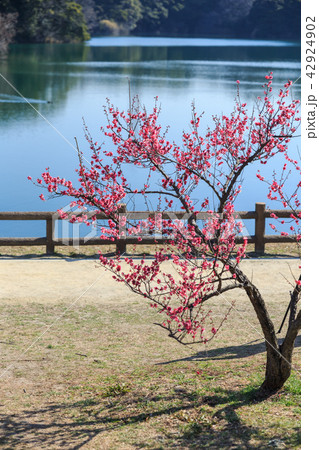 早朝の梅林 早朝の梅林 42924902