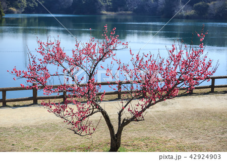 早朝の梅林 早朝の梅林 42924903