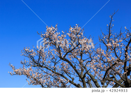 早朝の梅林 佐布里梅 早朝の梅林 佐布里梅 42924933