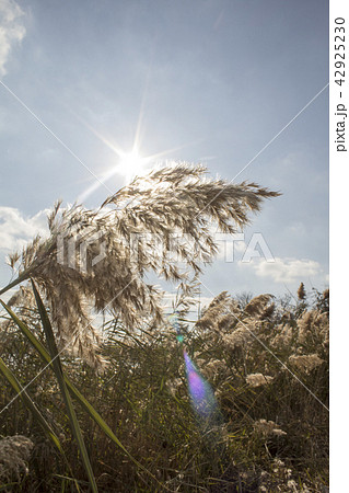 Reed, river vegetation, protection of the environm 42925230