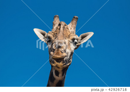 Close up view of a Giraffe Close up view of a Giraffe 42926718