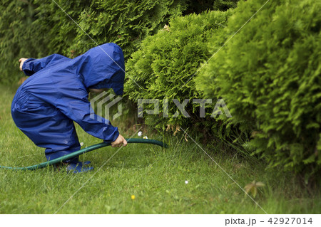 Toddler Playing with watering hose in green garden. Young gardener pouring bushes 42927014
