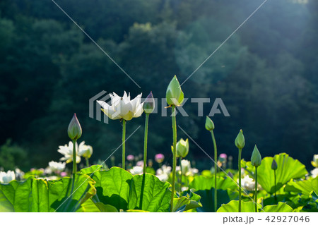 蓮の花 蓮の花 42927046