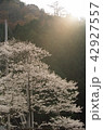桜と光 42927557