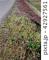 道の脇 42927561