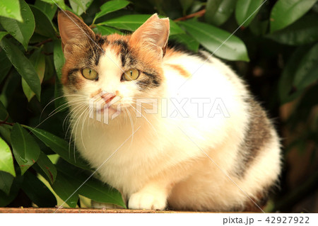 カメラ目線の三毛猫 カメラ目線の三毛猫 42927922