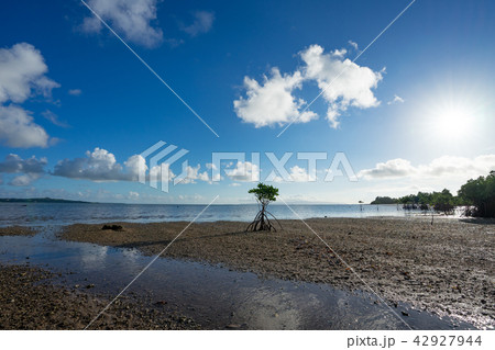 河口に生えるマングローブの幼木 河口に生えるマングローブの幼木 42927944