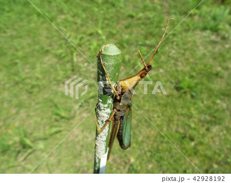 しがみつくバッタ 42928192