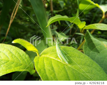 オンブバッタ 42928218