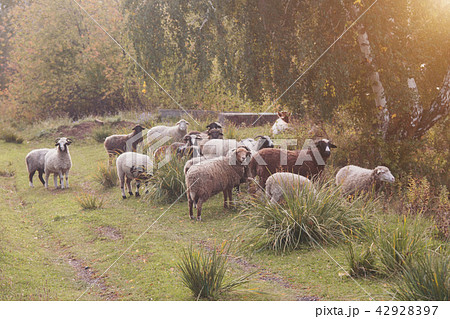 cattle grazing in the meadow cattle grazing in the meadow 42928397