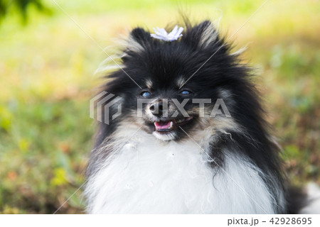Funny fluffy Pomeranian dog and summer flowers Funny fluffy Pomeranian dog and summer flowers 42928695