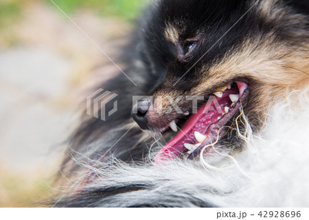 Funny fluffy pomeranian dog smile face outside. 42928696