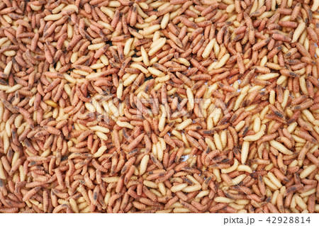 Red and white maggot worm bait for fishing Red and white maggot worm bait for fishing 42928814