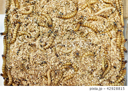 Caddisfly larva for fishing 42928815