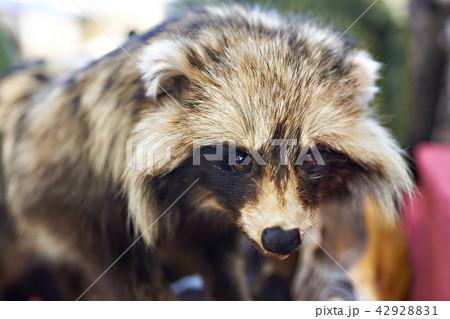 Hunting trophy a stuffed raccoon Hunting trophy a stuffed raccoon 42928831