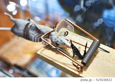 Lure for fish gray mouse in mousetrap 42928832