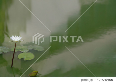White Lotus flower on a stalk to emerge White Lotus flower on a stalk to emerge 42928960