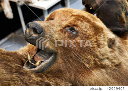 Head stuffed bear hunting trophy 42929405