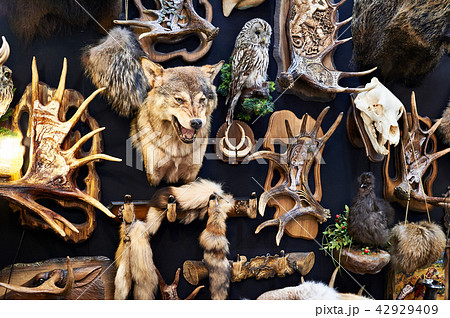 Wall with hunting trophy 42929409