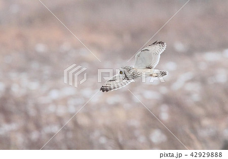 雪の中を飛ぶコミミズク 42929888