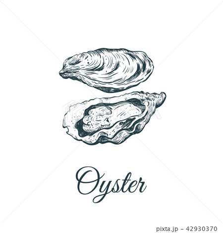 Oyster sketch vector illustration.  42930370