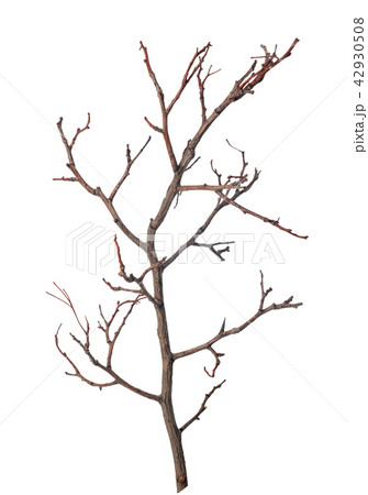 beautiful dry branch of tree isolated 42930508