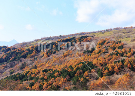 栃木県鹿沼市 紅葉(11月) 栃木県鹿沼市 紅葉(11月) 42931015