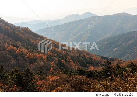 栃木県鹿沼市　紅葉（11月） 42931020
