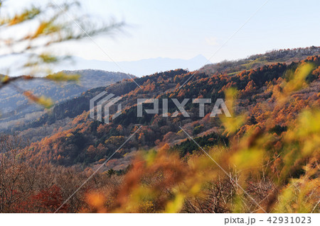 栃木県鹿沼市　紅葉（11月） 42931023