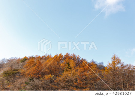 栃木県鹿沼市 紅葉(11月) 栃木県鹿沼市 紅葉(11月) 42931027