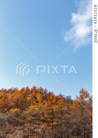 栃木県鹿沼市　紅葉（11月） 42931028