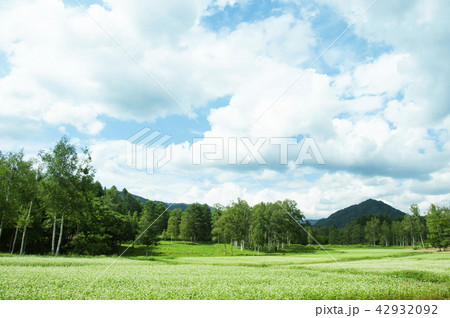 夏の開田高原の景色の写真素材