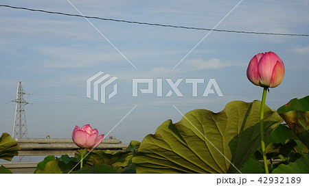 蓮の花と蕾と鉄塔 42932189