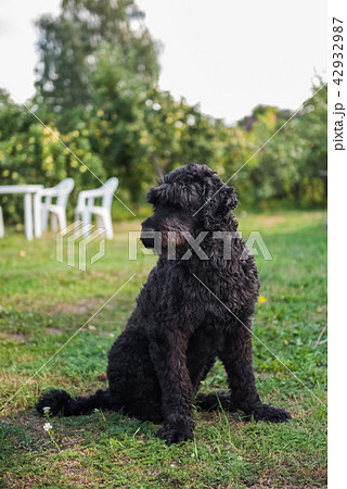 funny black Russian terrier dog is on the grass funny black Russian terrier dog is on the grass 42932987