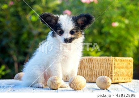 dog and eggs 42932999