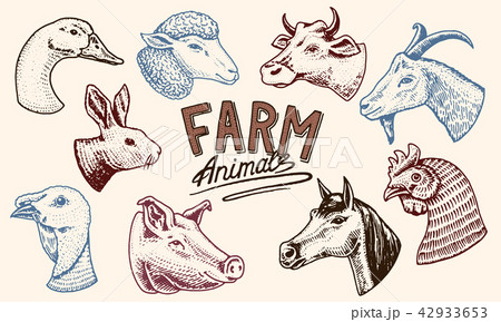 Farm animals. Head of a domestic horse pig goat cow alpaca llama rabbit sheep. Logos or emblems for Farm animals. Head of a domestic horse pig goat cow alpaca llama rabbit sheep. Logos or emblems for 42933653