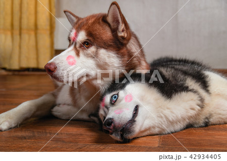 Dogs with red lipstick marks kiss on his heads. 42934405