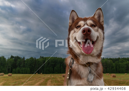 Cute husky dog on the background dramatic sky. 42934408
