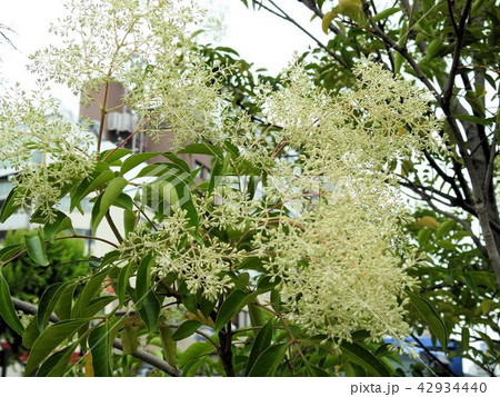 シマトネリコ（花と蕾）／立川’ 42934440