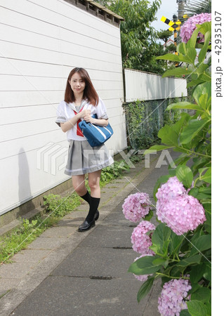 紫陽花の季節・通学途中の女子高生 42935107