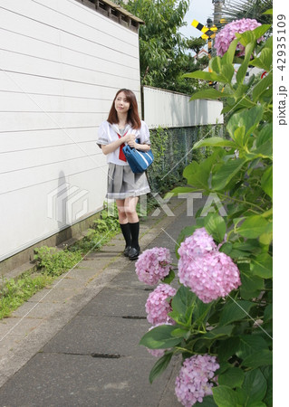 紫陽花の季節・通学途中の女子高生 42935109