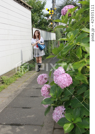 紫陽花の季節・通学途中の女子高生 42935111