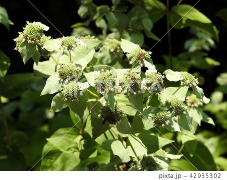 マウンテンミント／立川’ 42935302