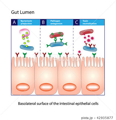 Gut Lumen. Columnar epithelial cells Gut Lumen. Columnar epithelial cells 42935877
