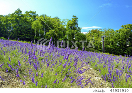 ラベンダー畑とリフト 42935910