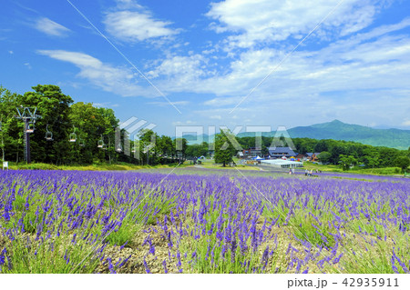 夏のラベンダーパーク１ 42935911