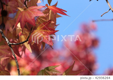 紅葉 42936264